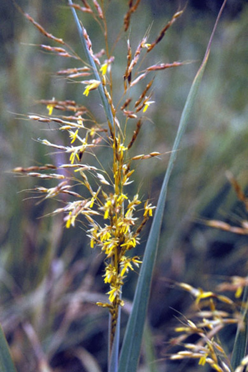 Indiangrass photo 3