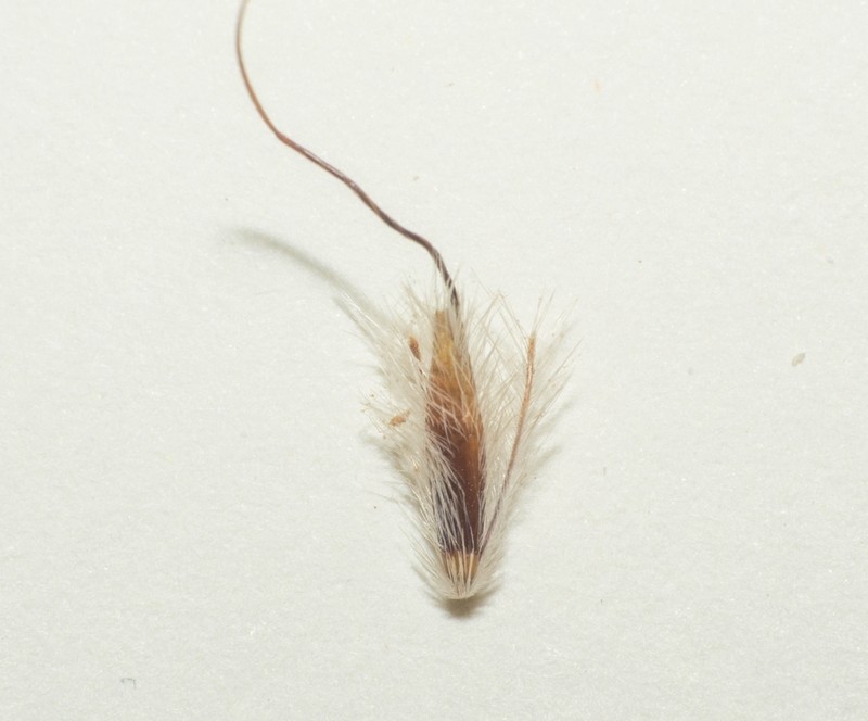 Sorghastrum pellitum