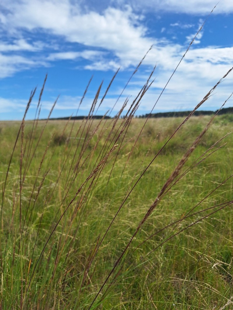 Sorghastrum pellitum photo 2