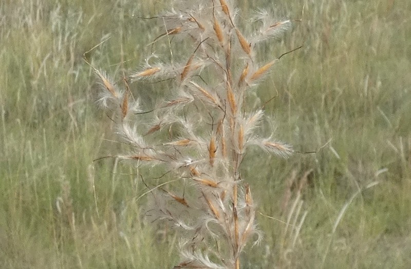 Sorghastrum pellitum photo 3
