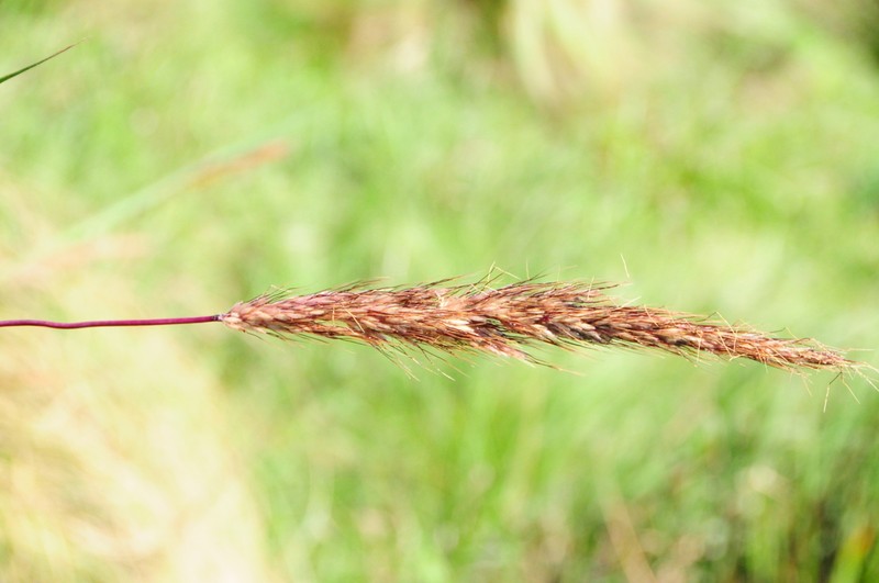 Sorghastrum pellitum photo 4