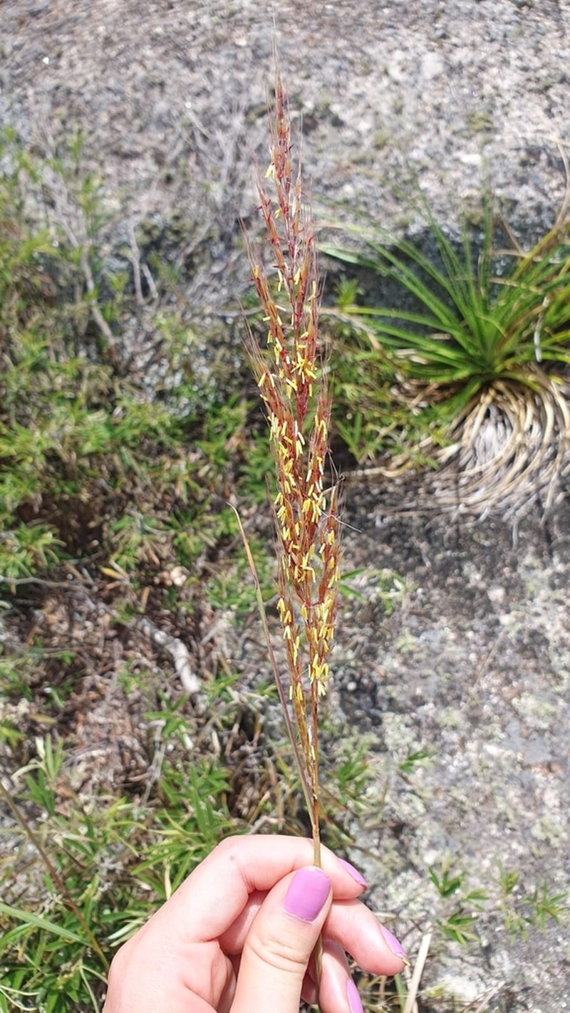 Sorghastrum pellitum photo 5