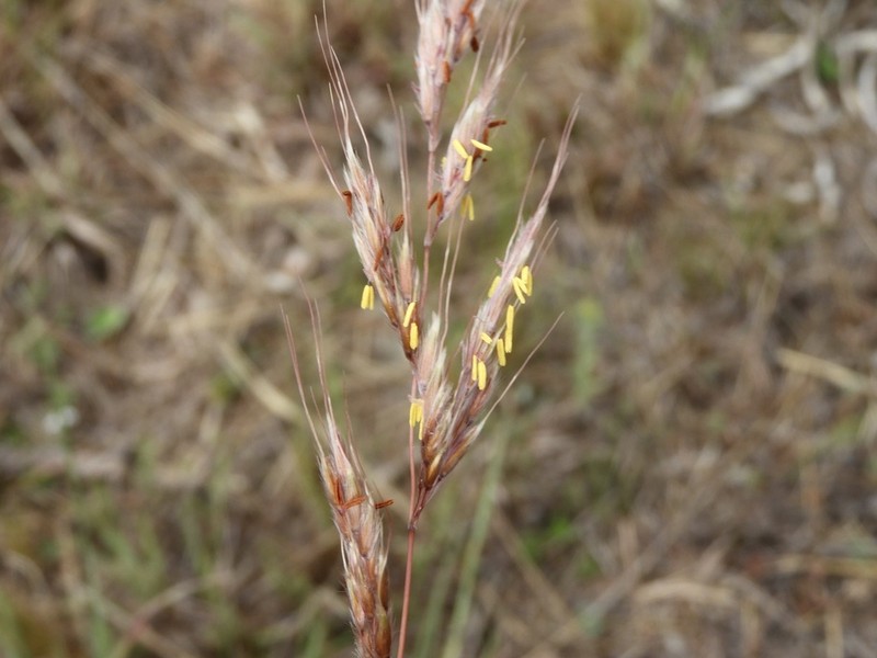 Sorghastrum pellitum photo 6