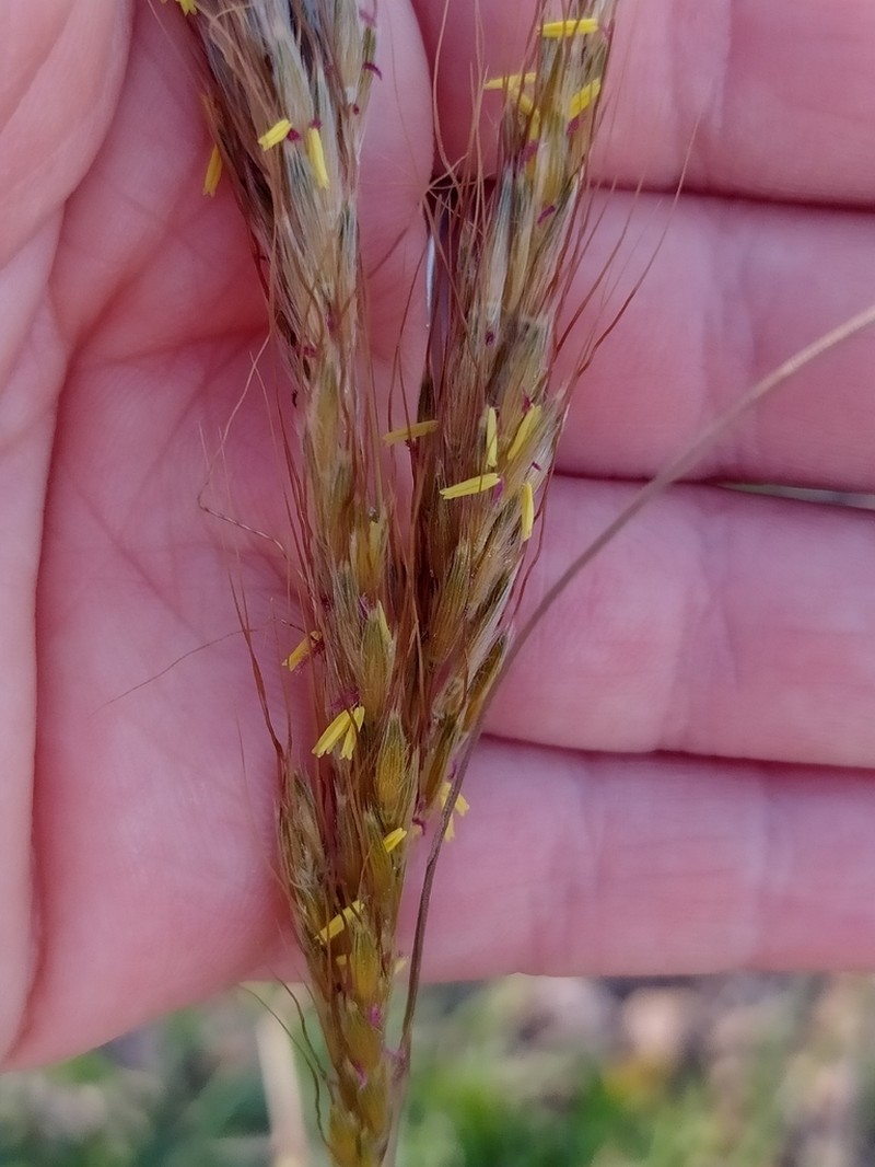 Sorghastrum pellitum photo 7