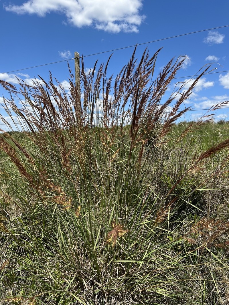 Sorghastrum pellitum photo 8