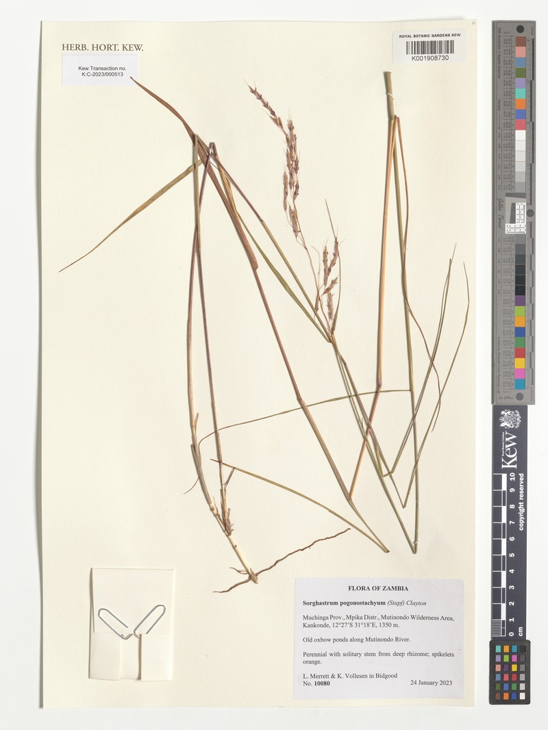 Sorghastrum pogonostachyum