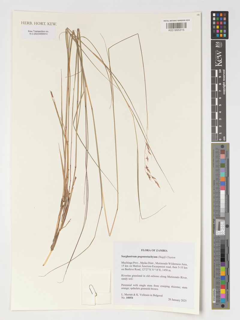 Sorghastrum pogonostachyum photo 2