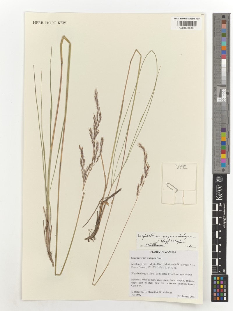 Sorghastrum pogonostachyum photo 3