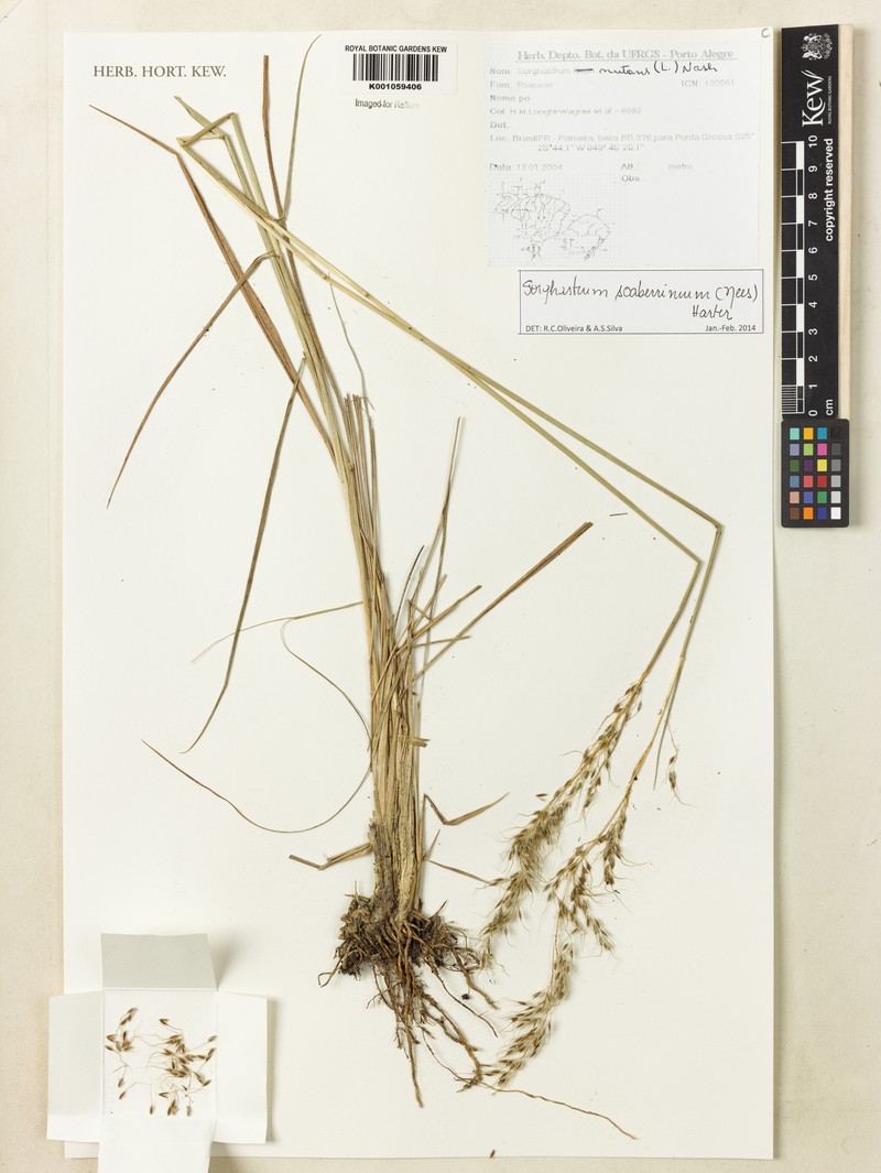 Sorghastrum scaberrimum