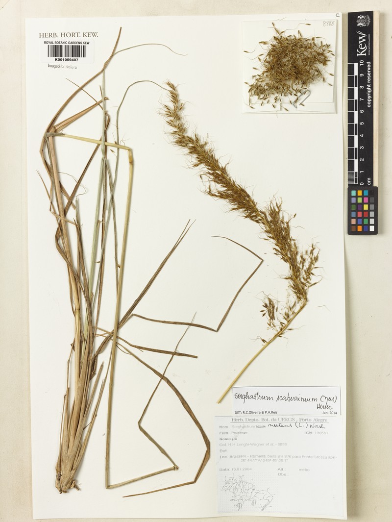 Sorghastrum scaberrimum photo 2