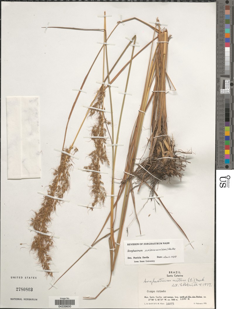 Sorghastrum scaberrimum photo 3