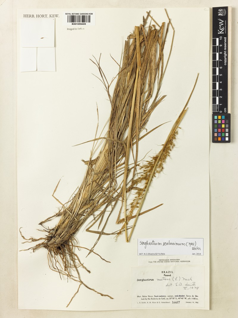 Sorghastrum scaberrimum photo 4