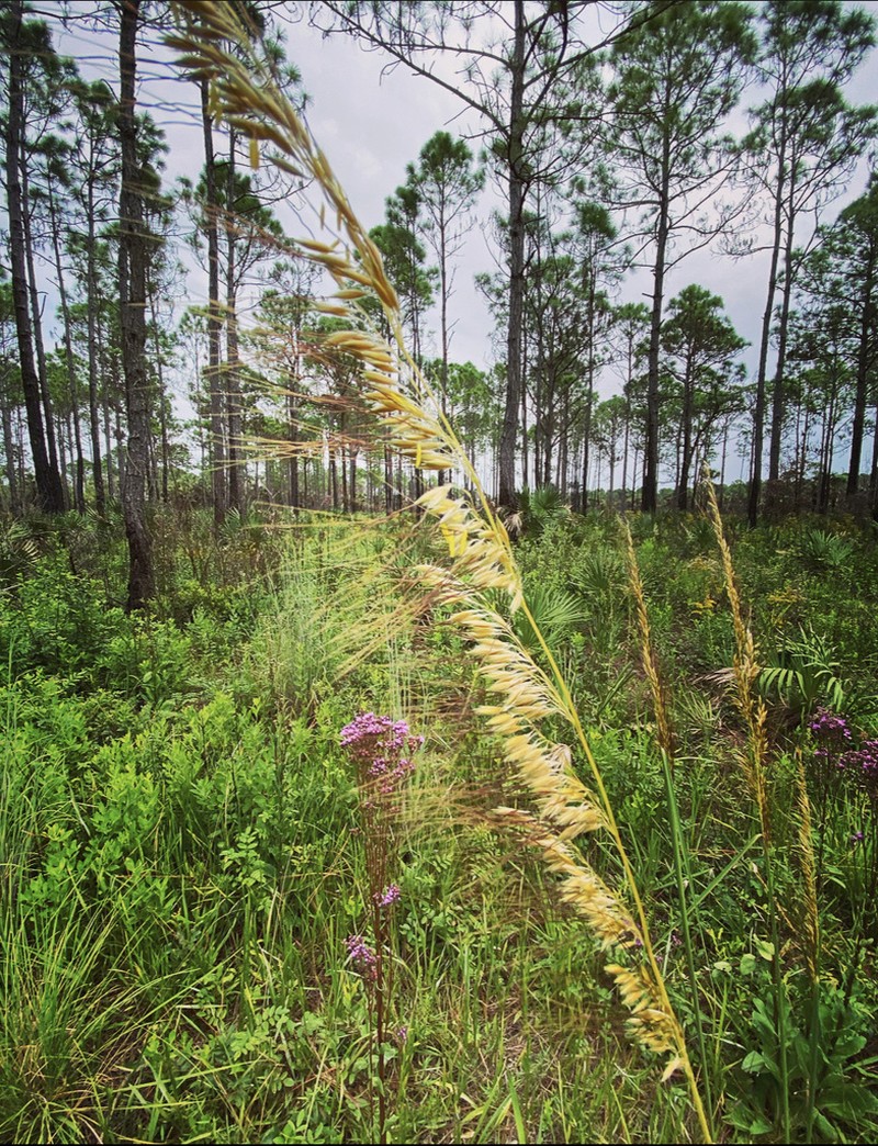Lopsided Indiangrass photo 3