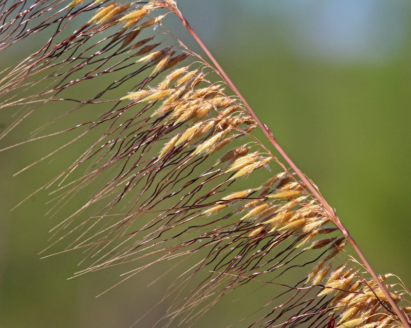 Lopsided Indiangrass photo 4