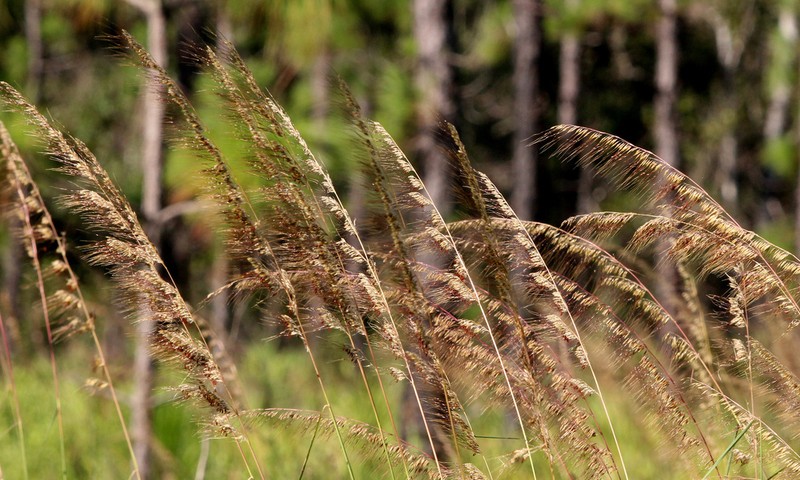 Lopsided Indiangrass photo 5
