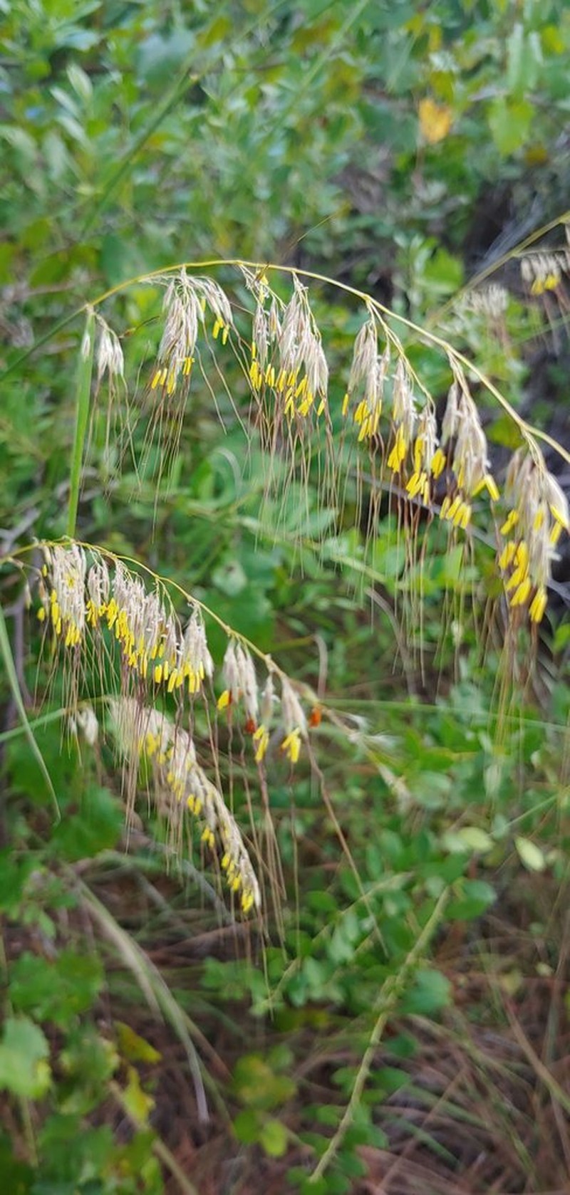 Lopsided Indiangrass photo 6