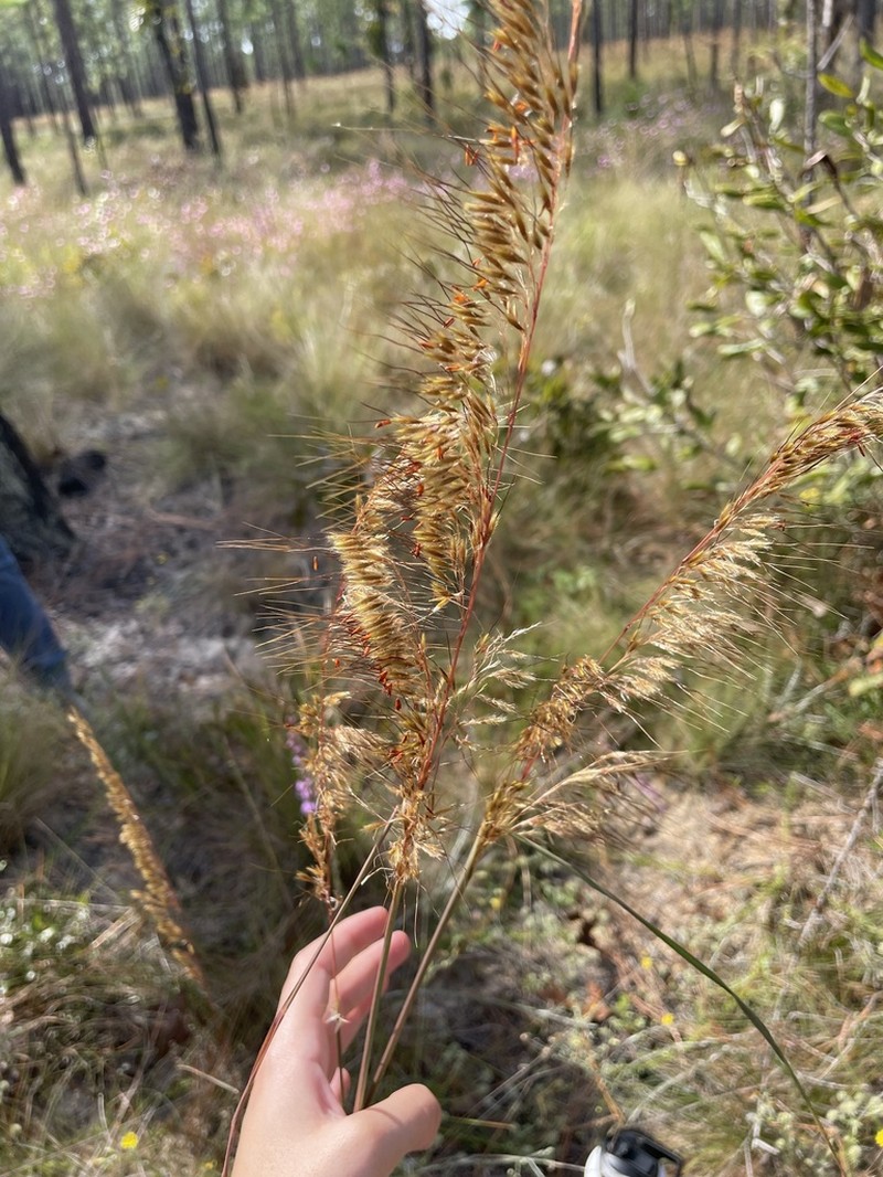 Lopsided Indiangrass photo 7
