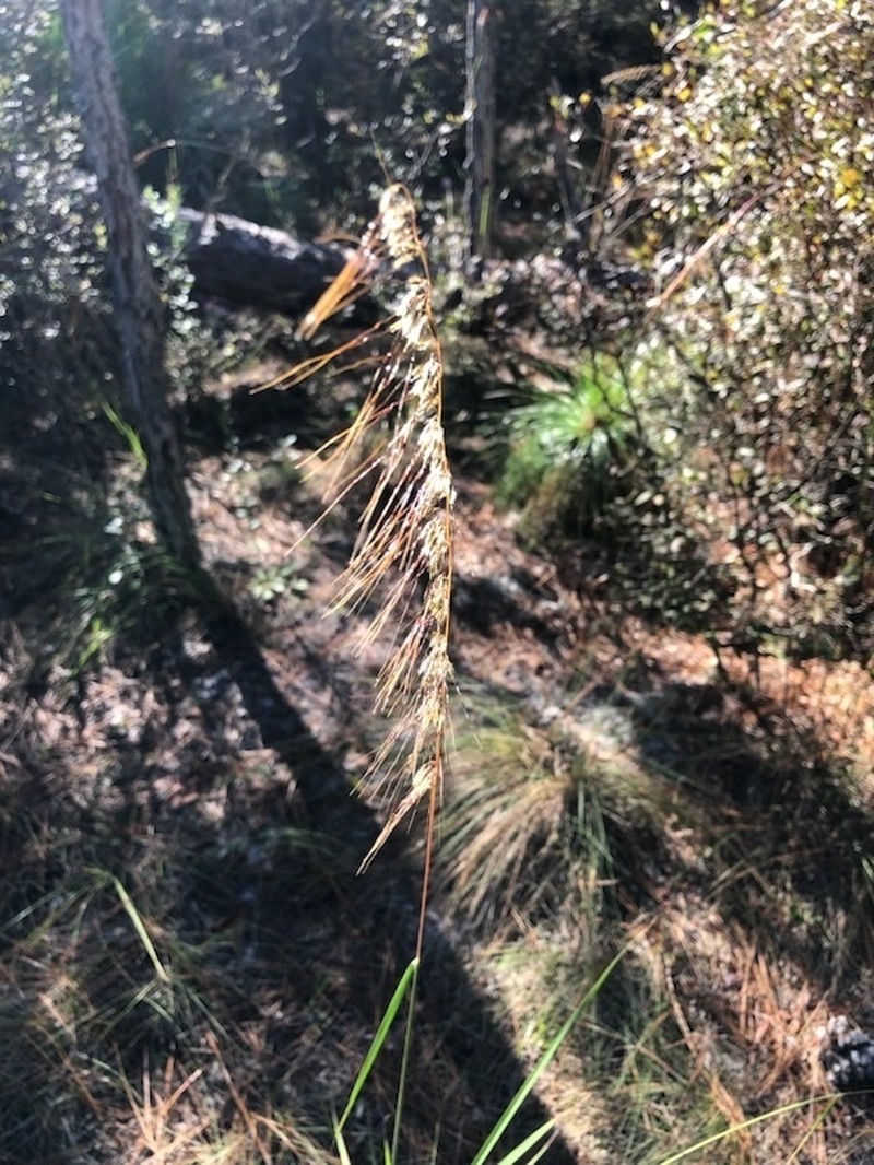 Lopsided Indiangrass photo 8