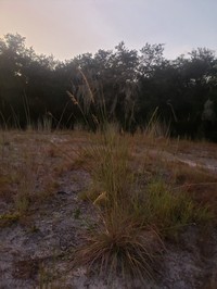 Lopsided Indiangrass