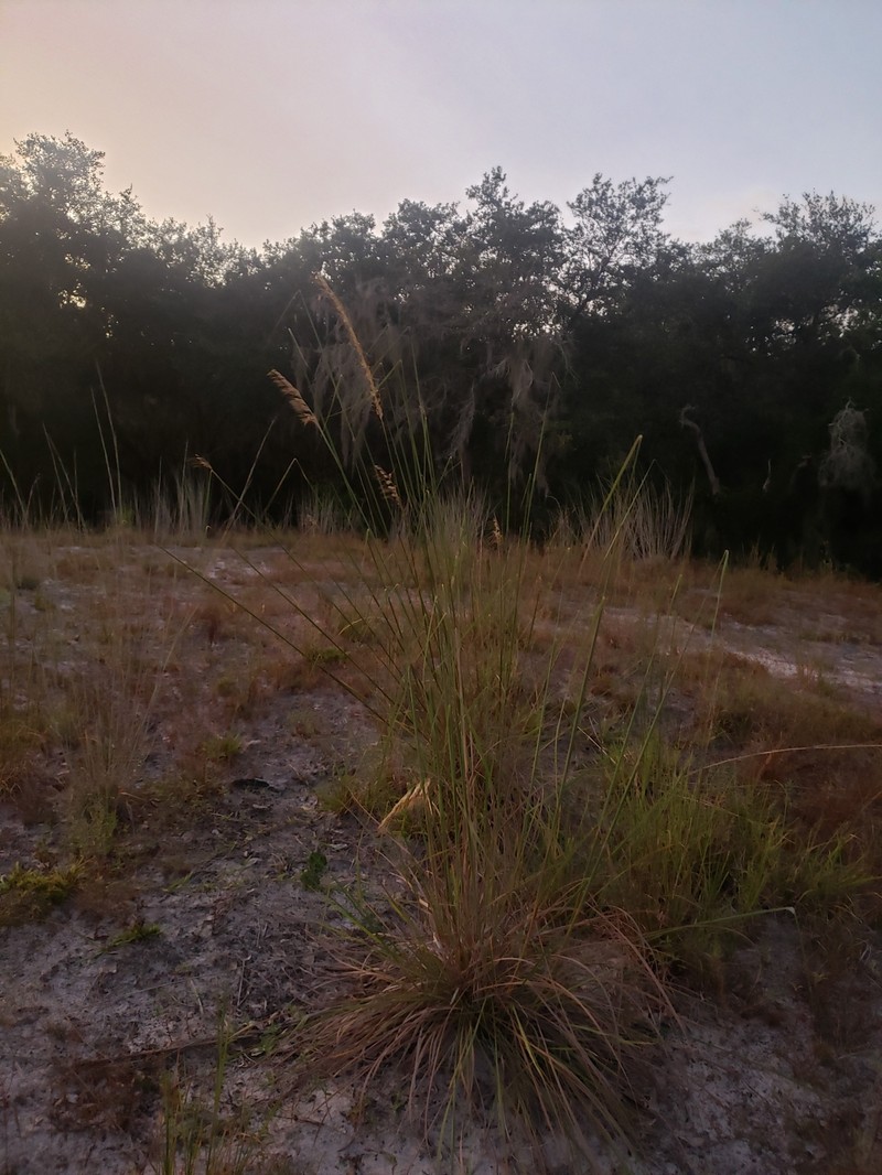 Lopsided Indiangrass