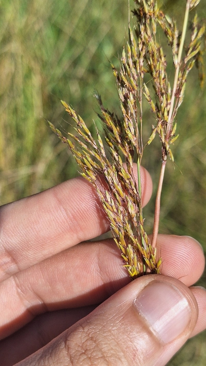 Sandysoil Indiangrass