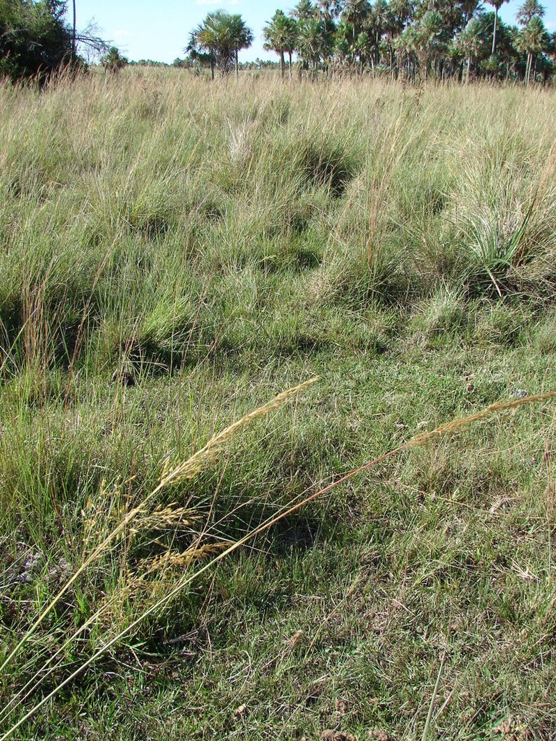 Sandysoil Indiangrass photo 2