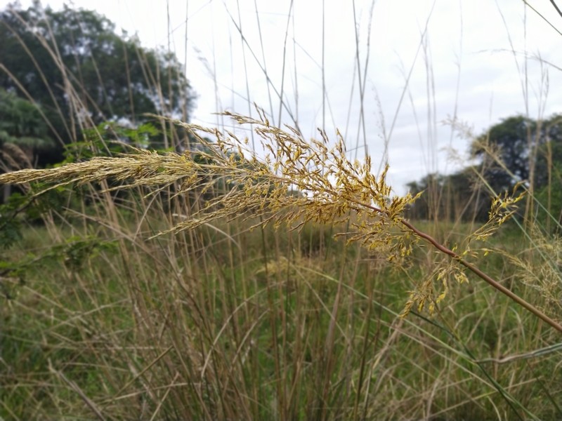Sandysoil Indiangrass photo 3