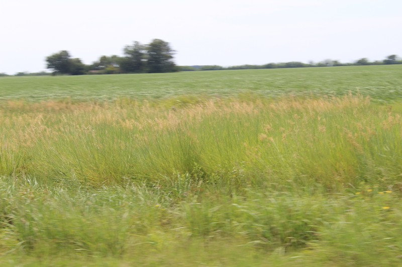Sandysoil Indiangrass photo 4