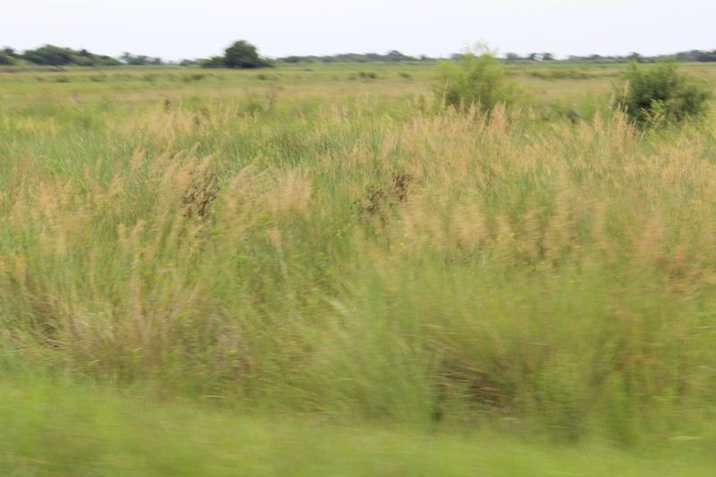 Sandysoil Indiangrass photo 5