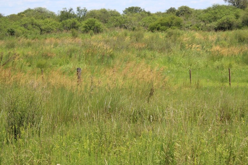 Sandysoil Indiangrass photo 6