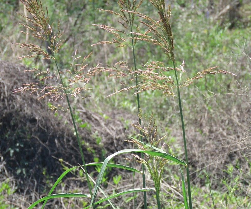 Sandysoil Indiangrass photo 7