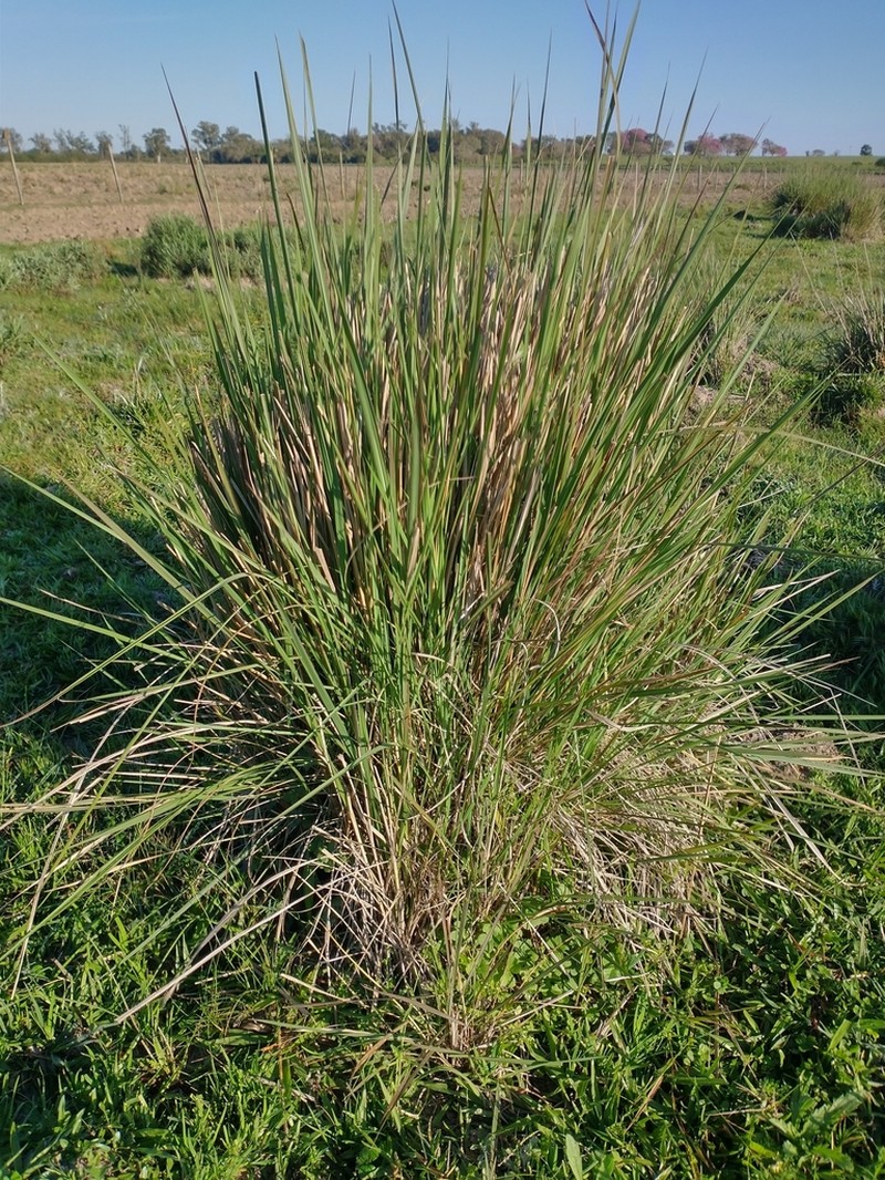 Sandysoil Indiangrass photo 8