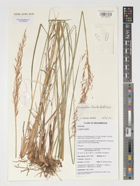 Needle Indiangrass