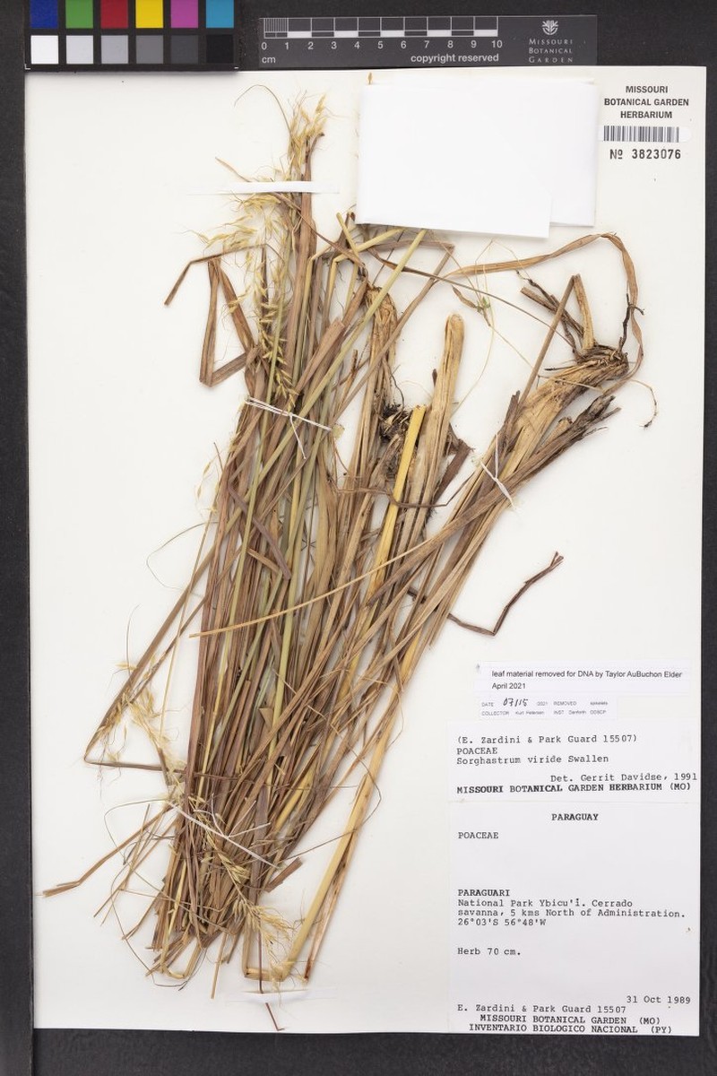 Sorghastrum viride