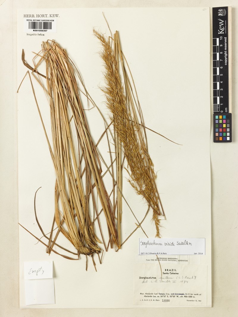 Sorghastrum viride photo 2