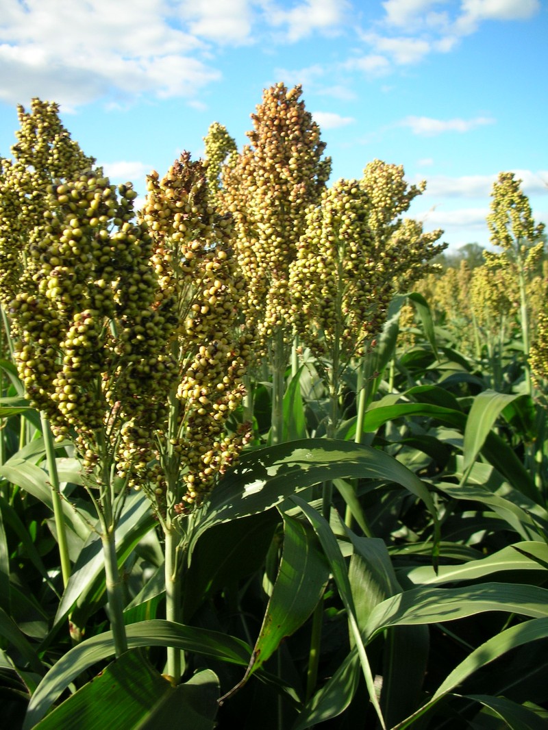 Sorghum photo 2