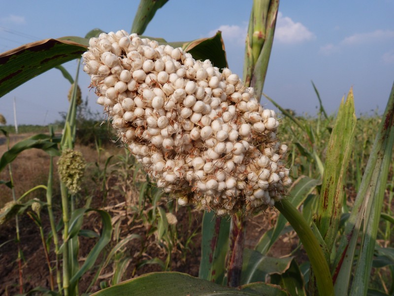 Sorghum photo 3