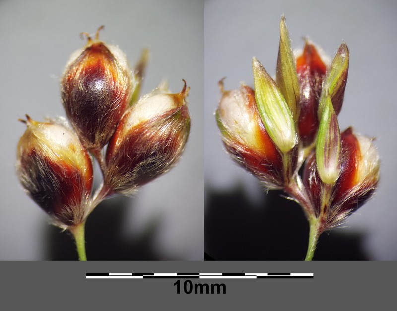 Sorghum photo 4