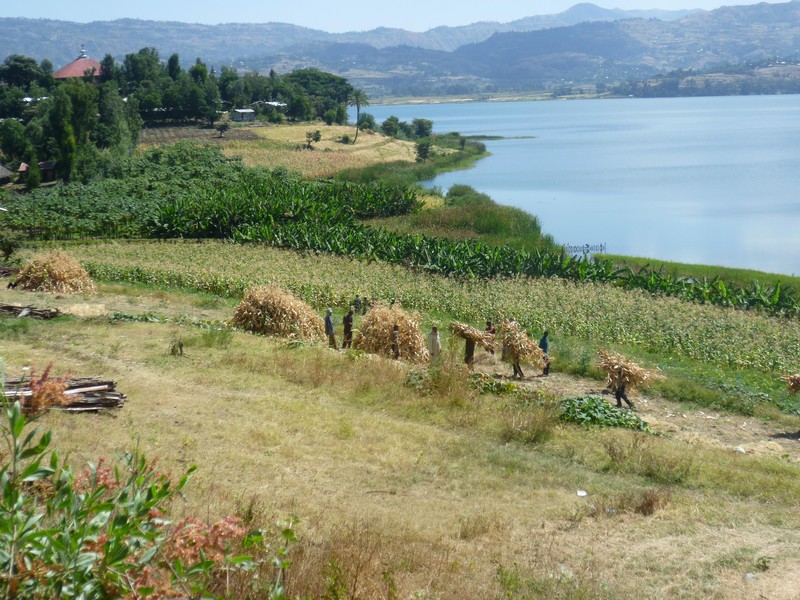 Sorghum photo 5