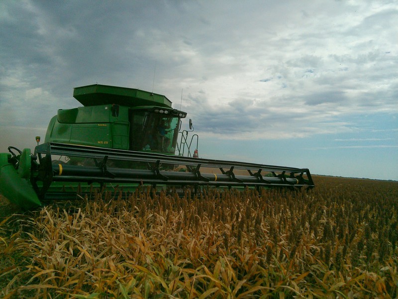 Sorghum photo 6