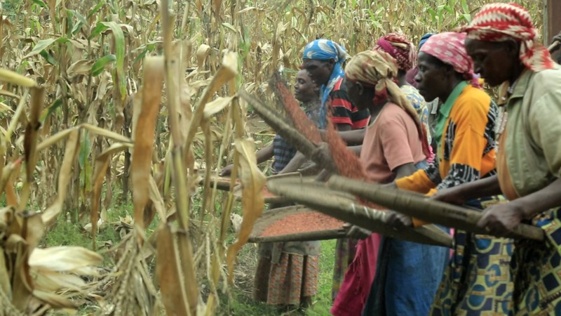 Sorghum photo 7