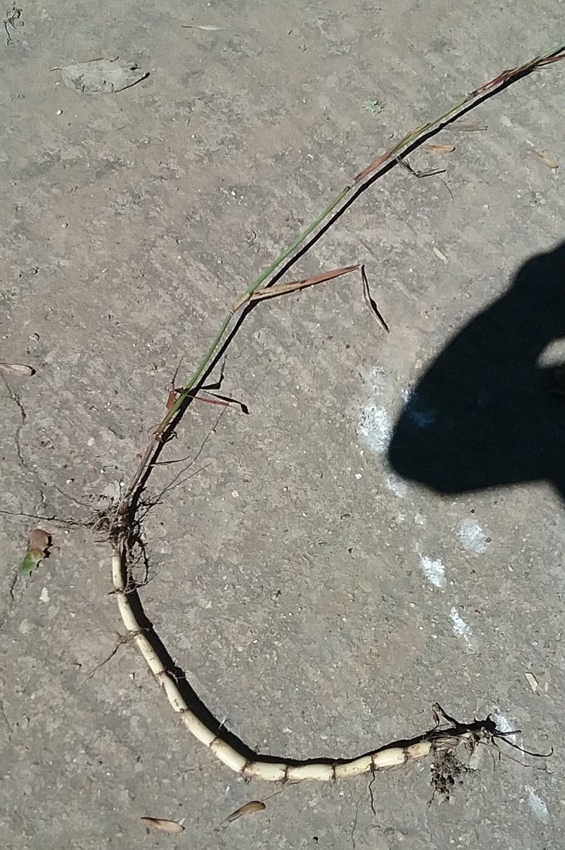 Johnsongrass photo 5