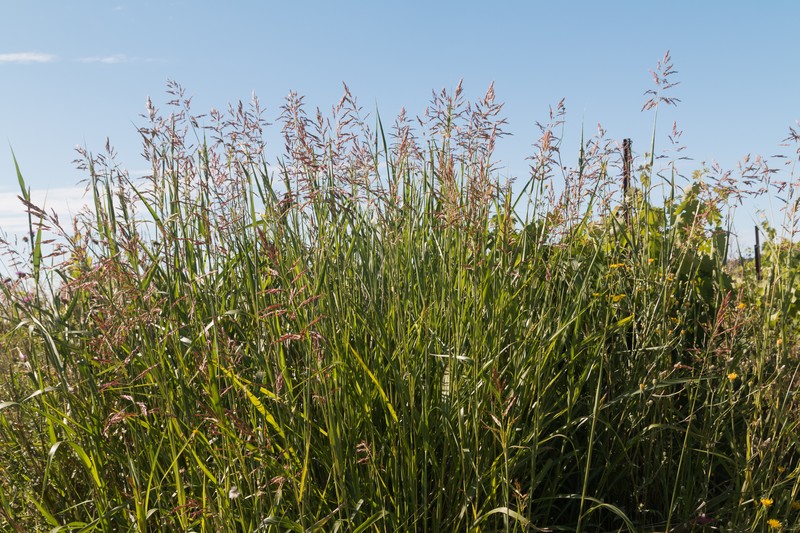 Johnsongrass photo 6