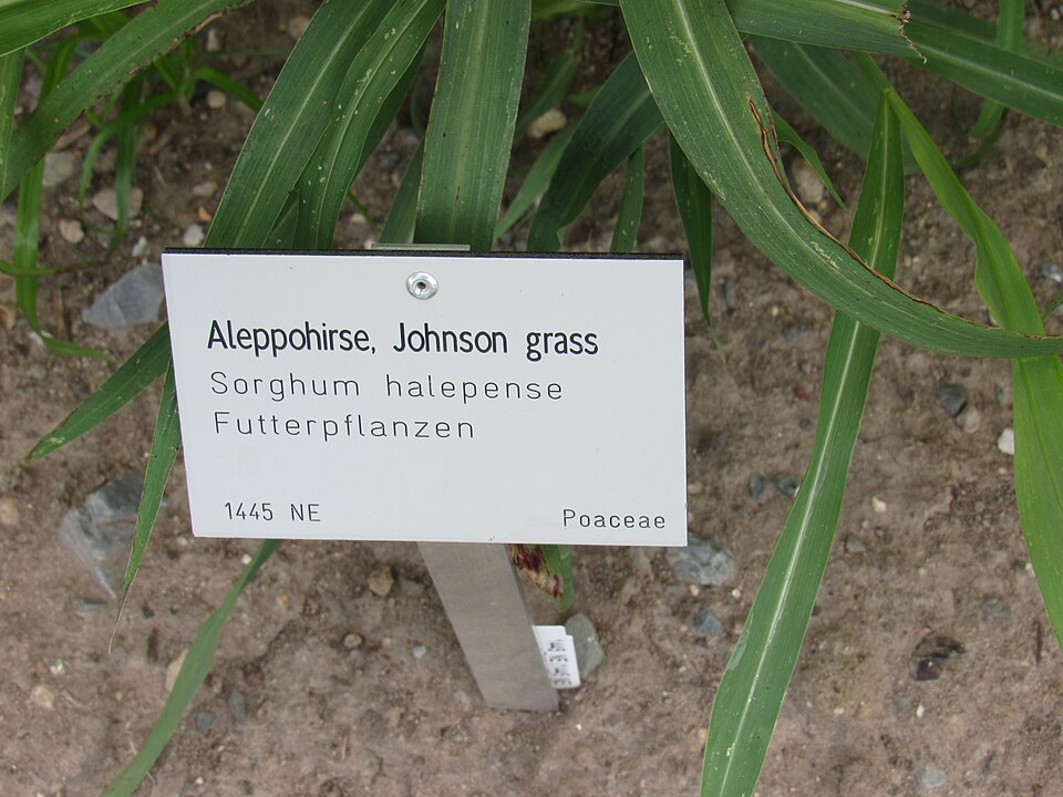 Johnsongrass photo 7