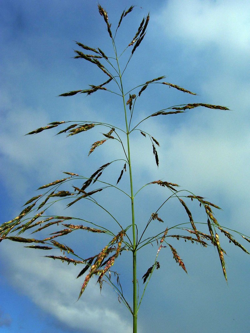 Johnsongrass photo 2