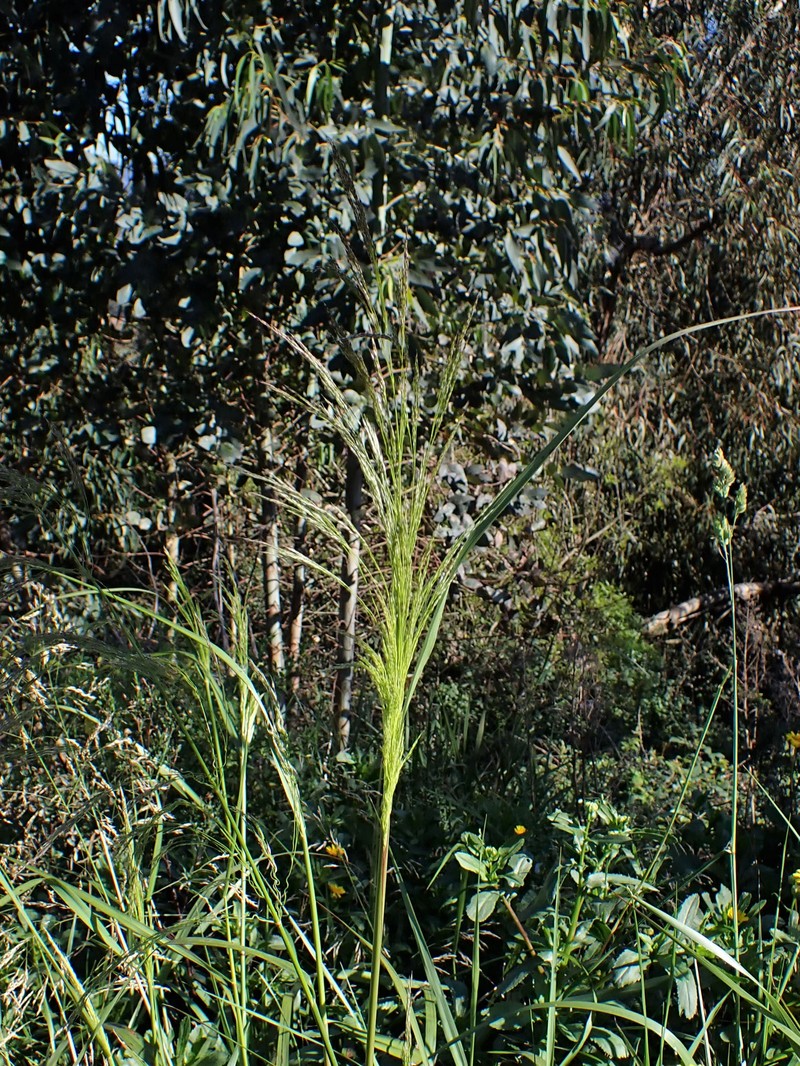 Johnsongrass photo 3