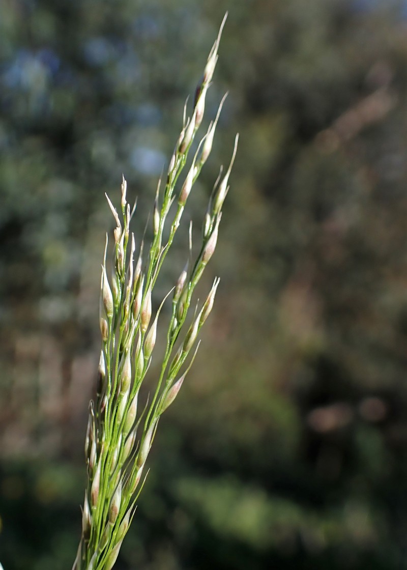 Johnsongrass photo 4