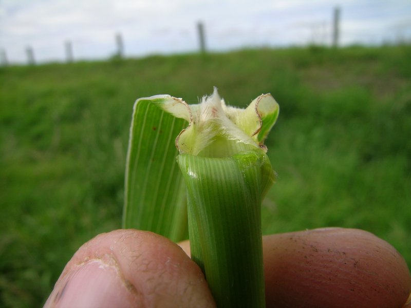 Johnsongrass photo 8