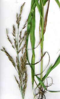 Johnsongrass