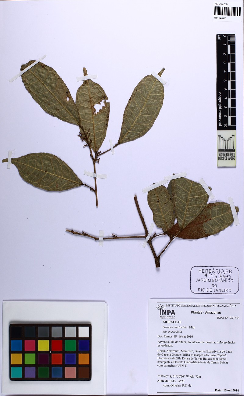 Sorocea muriculata subsp. muriculata